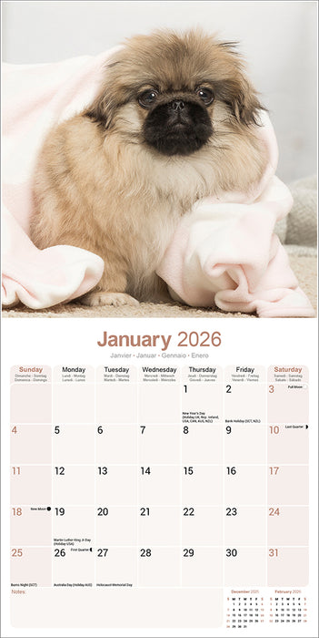 Pekingese 2026 Square Wall Calendar
