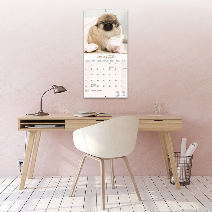 Pekingese 2026 Square Wall Calendar