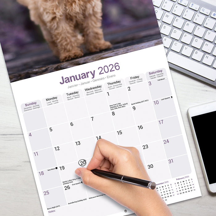 Toy and Miniature Poodle 2026 Square Wall Calendar