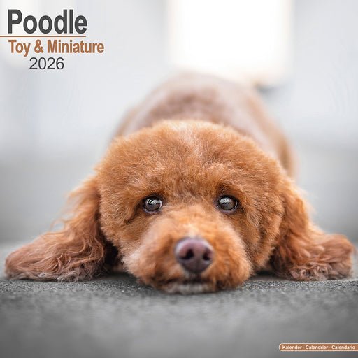 Toy and Miniature Poodle 2026 Square Wall Calendar