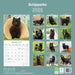 Schipperke 2026 Square Wall Calendar (Online Exclusive)
