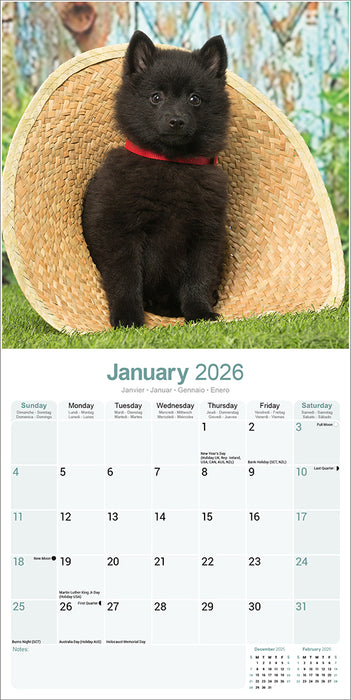 Schipperke 2026 Square Wall Calendar (Online Exclusive)