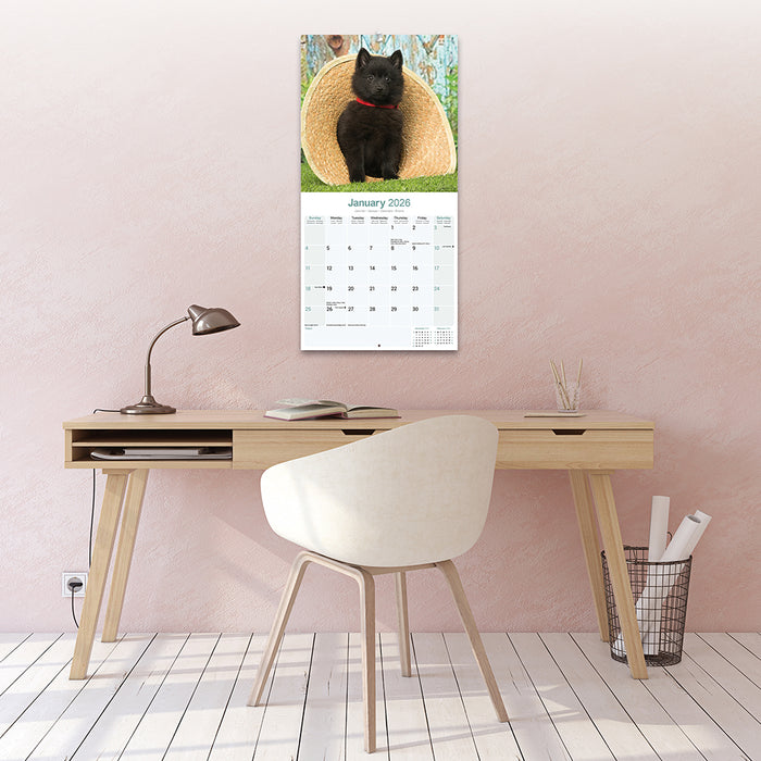 Schipperke 2026 Square Wall Calendar (Online Exclusive)