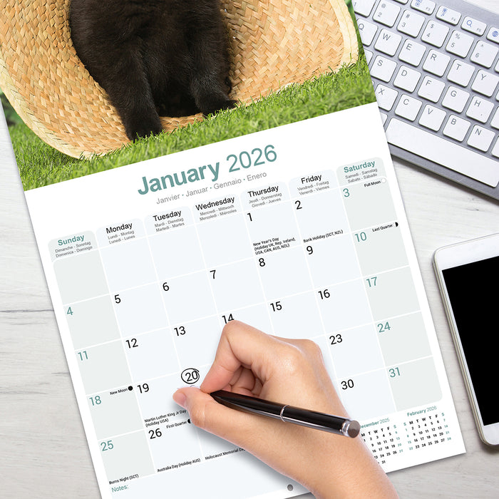 Schipperke 2026 Square Wall Calendar (Online Exclusive)