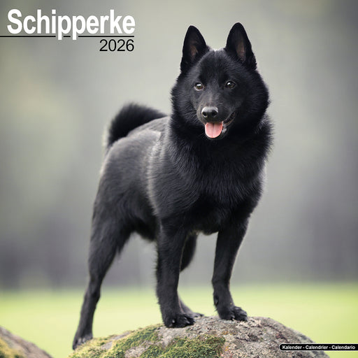 Schipperke 2026 Square Wall Calendar (Online Exclusive)