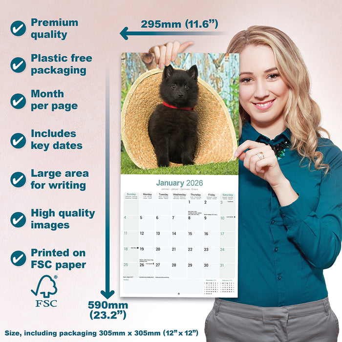 Schipperke 2026 Square Wall Calendar (Online Exclusive)