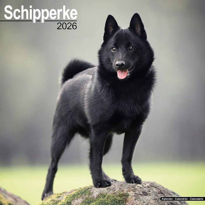 Schipperke 2026 Square Wall Calendar (Online Exclusive)