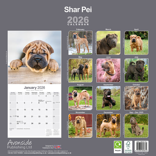Shar Pei 2026 Square Wall Calendar (Online Exclusive)
