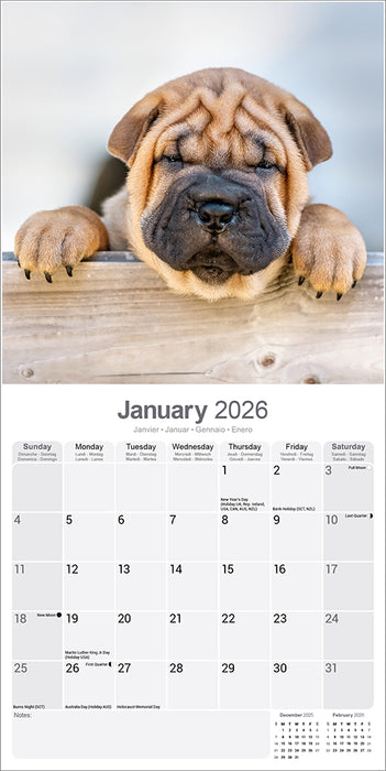 Shar Pei 2026 Square Wall Calendar (Online Exclusive)