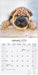 Shar Pei 2026 Square Wall Calendar (Online Exclusive)
