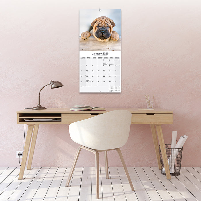 Shar Pei 2026 Square Wall Calendar (Online Exclusive)