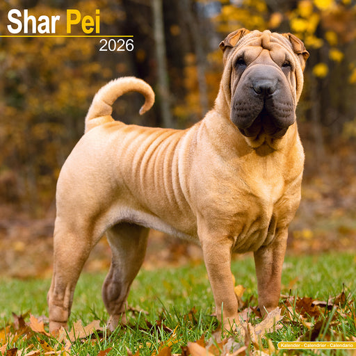 Shar Pei 2026 Square Wall Calendar (Online Exclusive)