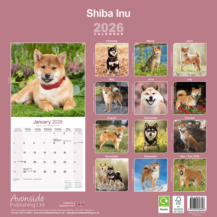 Shiba Inu 2026 Square Wall Calendar