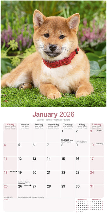 Shiba Inu 2026 Square Wall Calendar