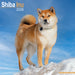 Shiba Inu 2026 Square Wall Calendar