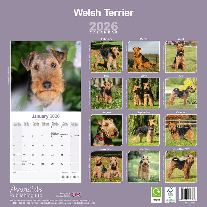 Welsh Terrier 2026 Square Wall Calendar (Online Exclusive)