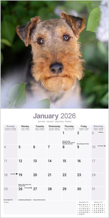 Welsh Terrier 2026 Square Wall Calendar (Online Exclusive)