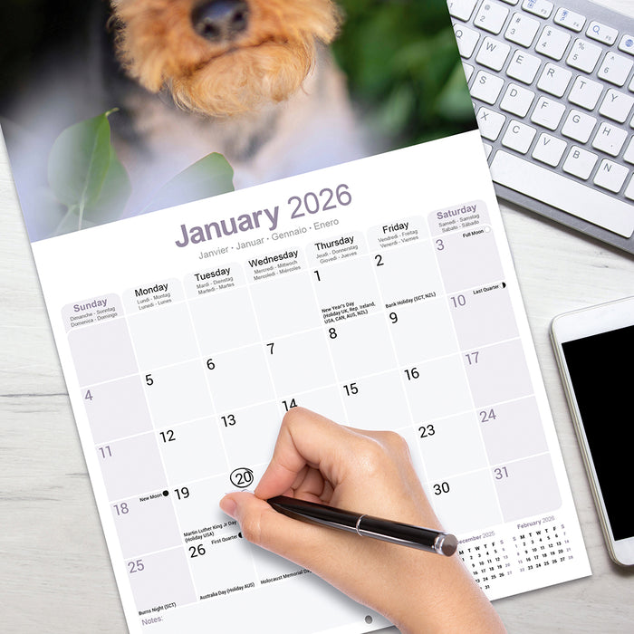 Welsh Terrier 2026 Square Wall Calendar (Online Exclusive)