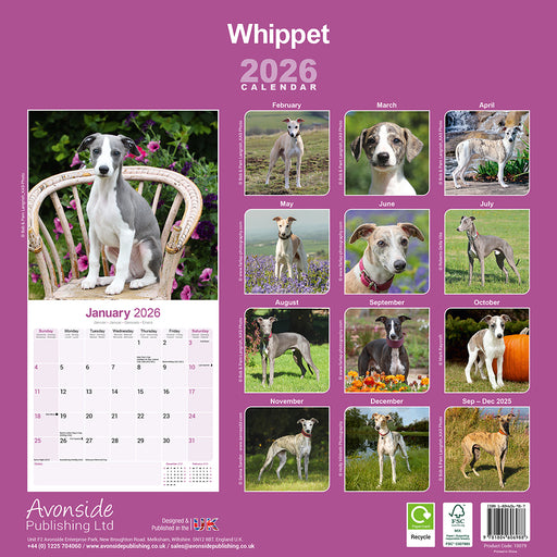 Whippet 2026 Square Wall Calendar