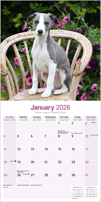 Whippet 2026 Square Wall Calendar