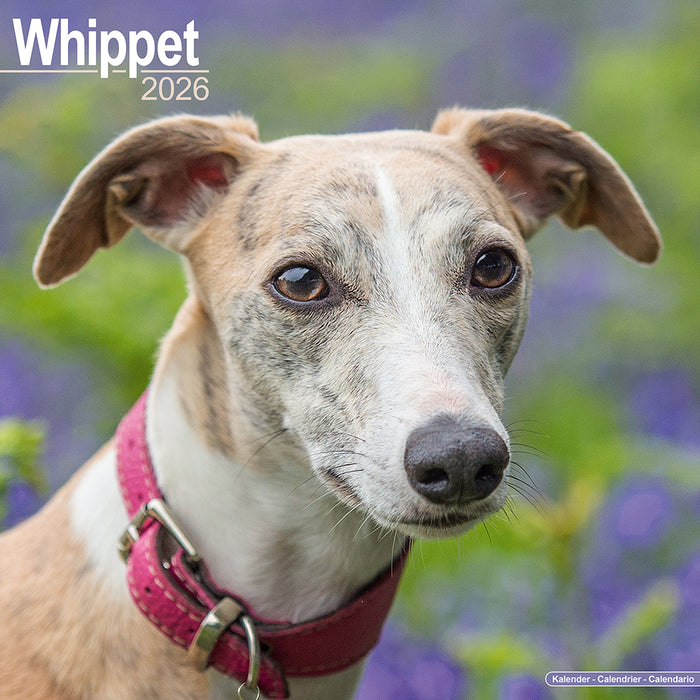 Whippet 2026 Square Wall Calendar