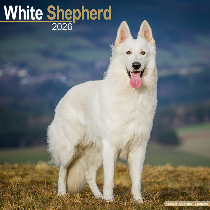 White Shepherd 2026 Square Wall Calendar (Online Exclusive)