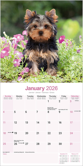 Yorkshire Terrier 2026 Square Wall Calendar