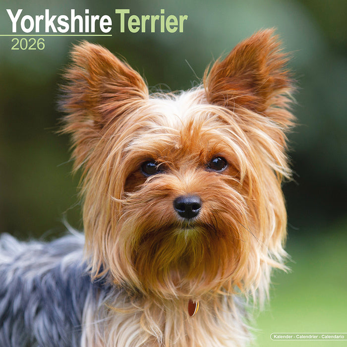 Yorkshire Terrier 2026 Square Wall Calendar