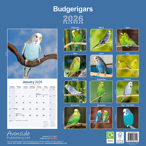 Budgerigar 2026 Square Wall Calendar (Online Exclusive)