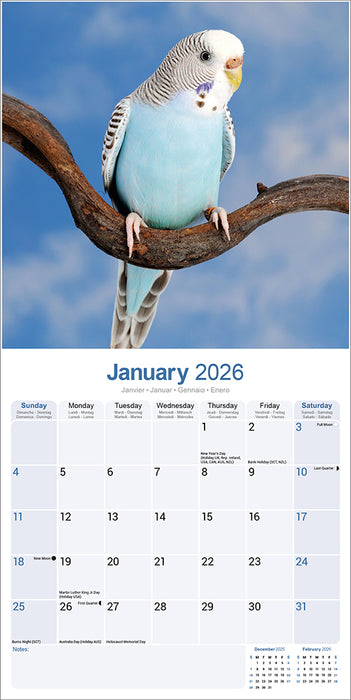 Budgerigar 2026 Square Wall Calendar (Online Exclusive)