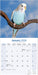 Budgerigar 2026 Square Wall Calendar (Online Exclusive)