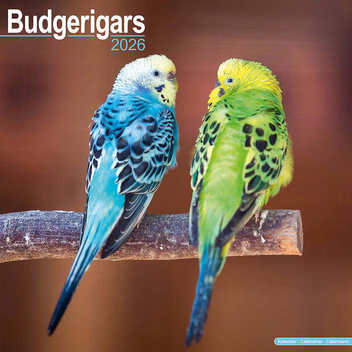 Budgerigar 2026 Square Wall Calendar (Online Exclusive)