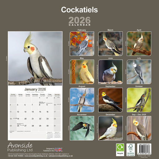 Cockatiels 2026 Square Wall Calendar (Online Exclusive)