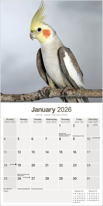 Cockatiels 2026 Square Wall Calendar (Online Exclusive)