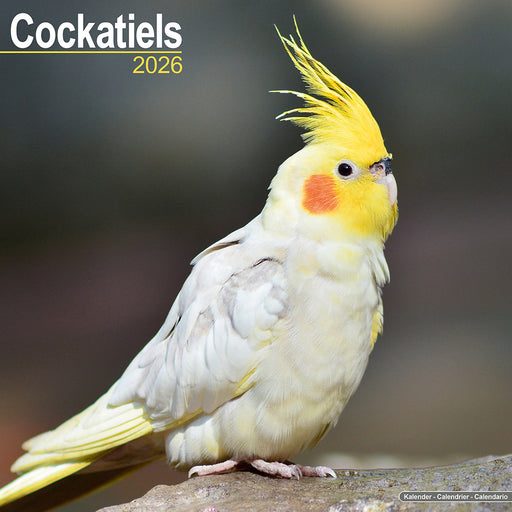 Cockatiels 2026 Square Wall Calendar (Online Exclusive)