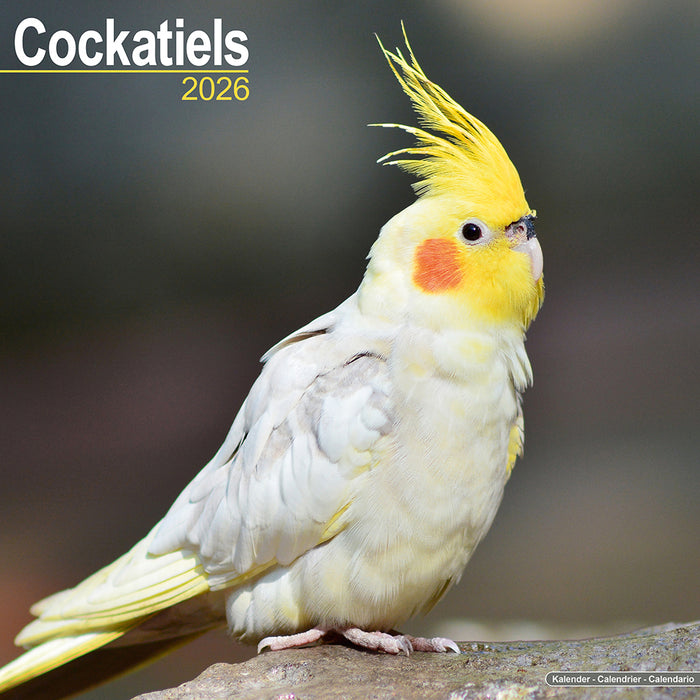 Cockatiels 2026 Square Wall Calendar (Online Exclusive)