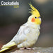 Cockatiels 2026 Square Wall Calendar (Online Exclusive)