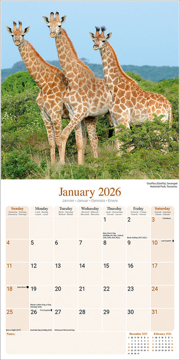 African Wildlife 2026 Square Wall Calendar