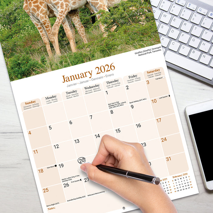 African Wildlife 2026 Square Wall Calendar
