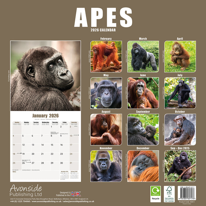 Apes 2026 Square Wall Calendar (Online Exclusive)