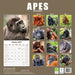 Apes 2026 Square Wall Calendar (Online Exclusive)