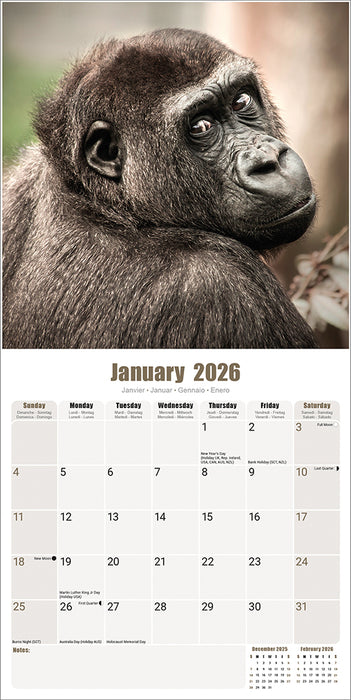 Apes 2026 Square Wall Calendar (Online Exclusive)