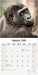 Apes 2026 Square Wall Calendar (Online Exclusive)
