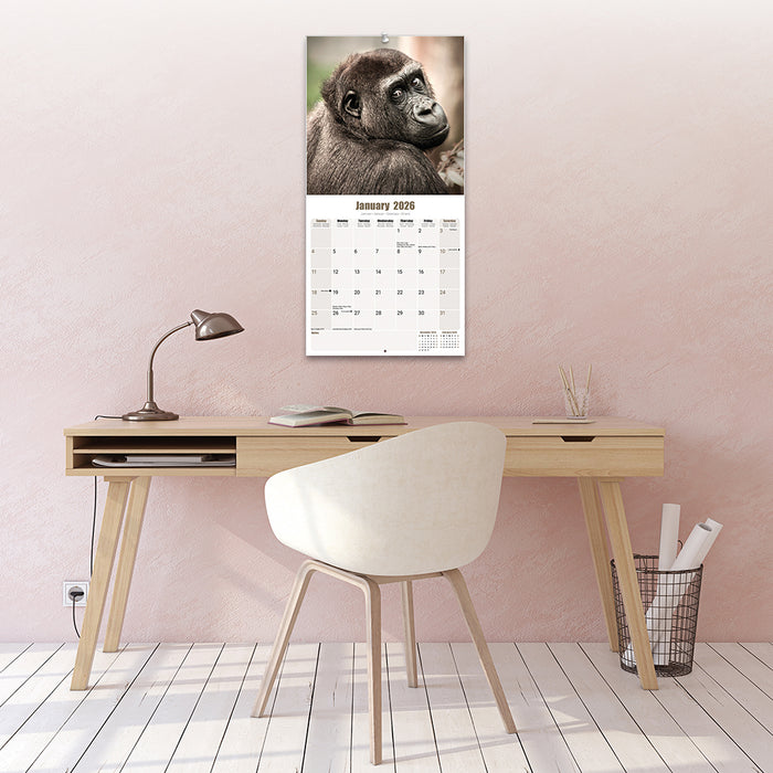 Apes 2026 Square Wall Calendar (Online Exclusive)