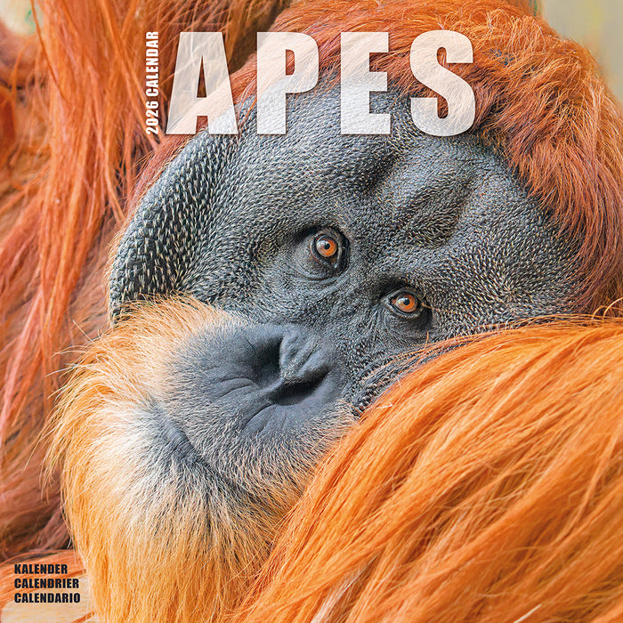 Apes 2026 Square Wall Calendar (Online Exclusive)