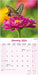 Butterflies 2026 Square Wall Calendar