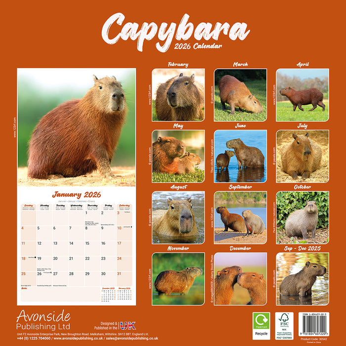 Capybara 2026 Square Wall Calendar