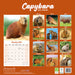 Capybara 2026 Square Wall Calendar