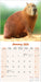 Capybara 2026 Square Wall Calendar