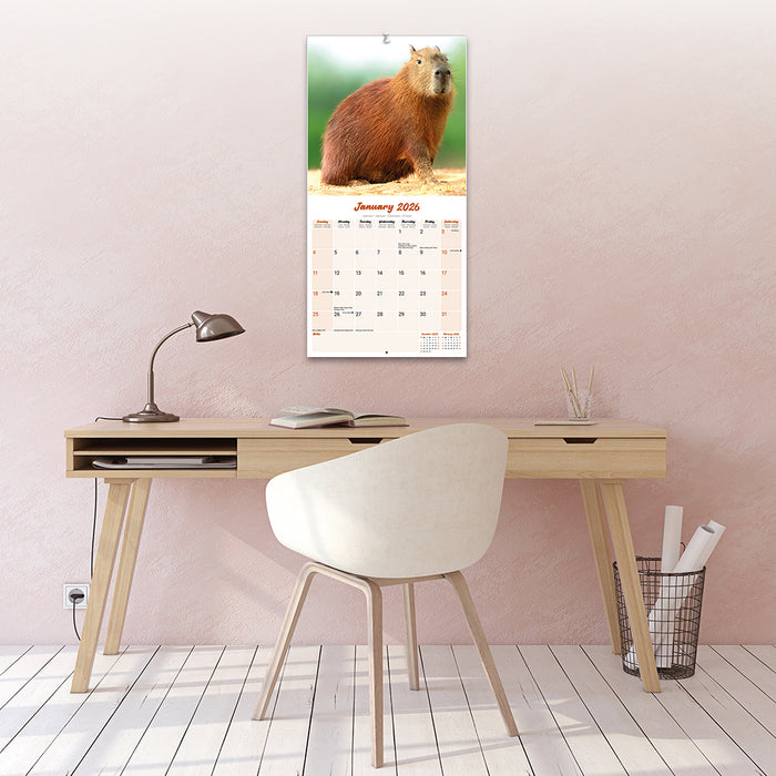 Capybara 2026 Square Wall Calendar
